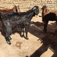 سه راس بزغاله هشت ماهه نر جهت قربانی