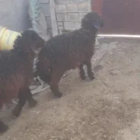 ۶ راس بره ماده چاق برای داشت ودامداری درسربندر