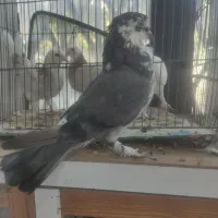 کبوتر پرشی به شرط|پرنده|چهارباغ, |دیوار