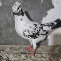 کبوتر سوسکی