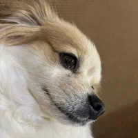 سگ گمشده|سگ|کرج, شاهین‌ویلا|دیوار