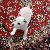 برفی پاکوتاه هرکی ببینه عاشقش میشه|سگ|اقبالیه, |دیوار