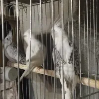 عروس هلندی آلبینو سفید ایزابلا و سفید خال خالی|پرنده|آبدانان, |دیوار