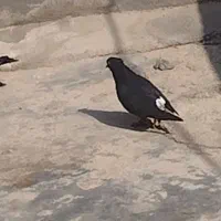 کبوتر ساعتی
