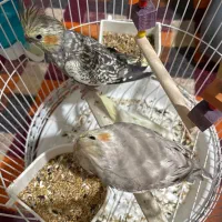 جفت عروس هلندی