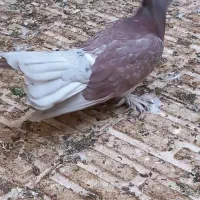 کبوتر نر چتری|پرنده|قم, بوستان علوی|دیوار