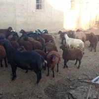 فروش گوسفند قربانی