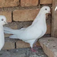 سفید چشم نوک