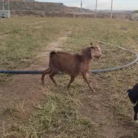 بز نر|حیوانات مزرعه|زنجانرود, |دیوار