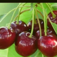 گیلاس تک دانه