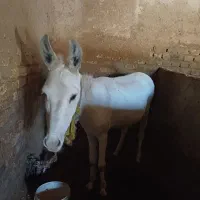 خر فروشی