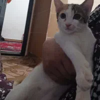 گربه