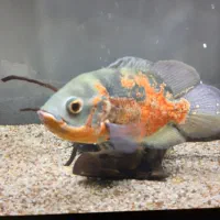 اسکار ۲۵ سانتی سایز بزرگ رنگ عالی