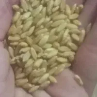 گندم آذر ۲  بدون کود دستچین شده مناسب کاشت
