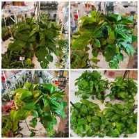 گل آپارتمانی پتوس آویز دار بنجامین آگلونما قاشقی