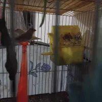 فنچ قناری سهره