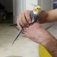 عروس هلندی بالغ