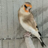 سهره دورگ برگوش سفید اصیل نقش جوجه زاغ|پرنده|شیراز, رکنآباد|دیوار