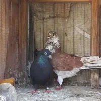 کبوتر  گرویی