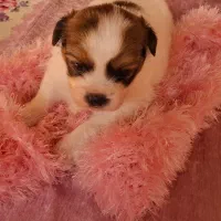 سگ آپارتمانی