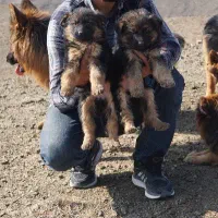 واگذاری سگ ژرمن اصلیل|سگ|اصفهان, جلفا|دیوار