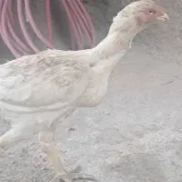 خروس سیاه پا پر اصیل برای چشم زخم خروس لاری|حیوانات مزرعه|مشهد, فاطمیه|دیوار
