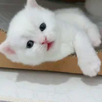 بچه گربه بیریتیش و اسکاتیش|گربه|کرج, گوهردشت|دیوار