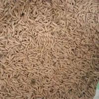 تیم طارم هاشمی