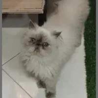 واگذاری گربه هیمالین