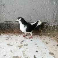 کبوتر چپ و مسافتی پلاکی