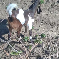 بز پاکستانی