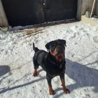 روتوایلر نر