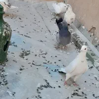 کبوتر هوایی