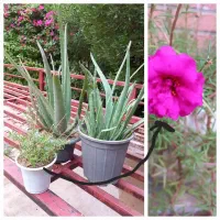 گل آلوورا و ناز آفتابی
