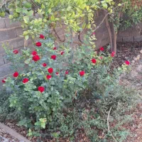 رهن واجاره سوئیت مجردی