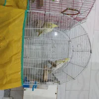 عروس هلندی و بریزیلی