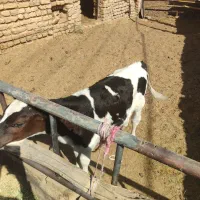 گوساله نر 2ماه امریکایی