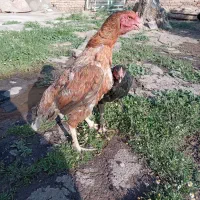 مرغ لاری کرچ