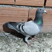 کبوتر آلمانی|پرنده|گنبد کاووس, |دیوار