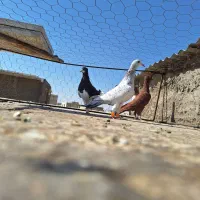 ستا ماده ای بی نظیر|پرنده|بوئین زهرا, |دیوار
