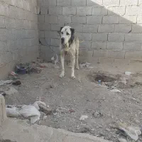 سگ نر سرابی