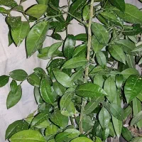 درخت پرتقال و لیمو ترش