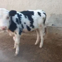 گاو گوساله|حیوانات مزرعه|آشخانه, |دیوار