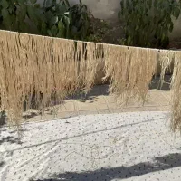 رشته