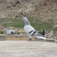 کفتر دم سفید بهبهانی جوجه