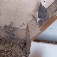 سرگرمی و فراغت ...|پرنده|شوشتر, |دیوار