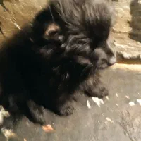 پاکوتاه و جذاب به قیمت مناسب