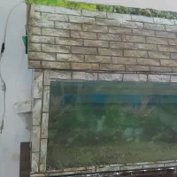 اکواریوم|ماهی|اهواز, فدک|دیوار