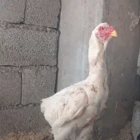 ۳عدد مرغ لاری دانگ بالا