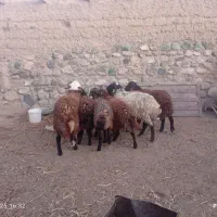 8راس بره‌نر|حیوانات مزرعه|سبزوار, رباط|دیوار